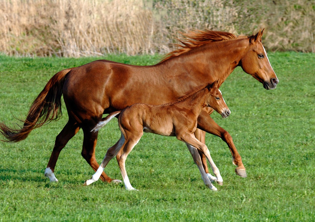 Bild von Papermoon Fototapete "Pferde"