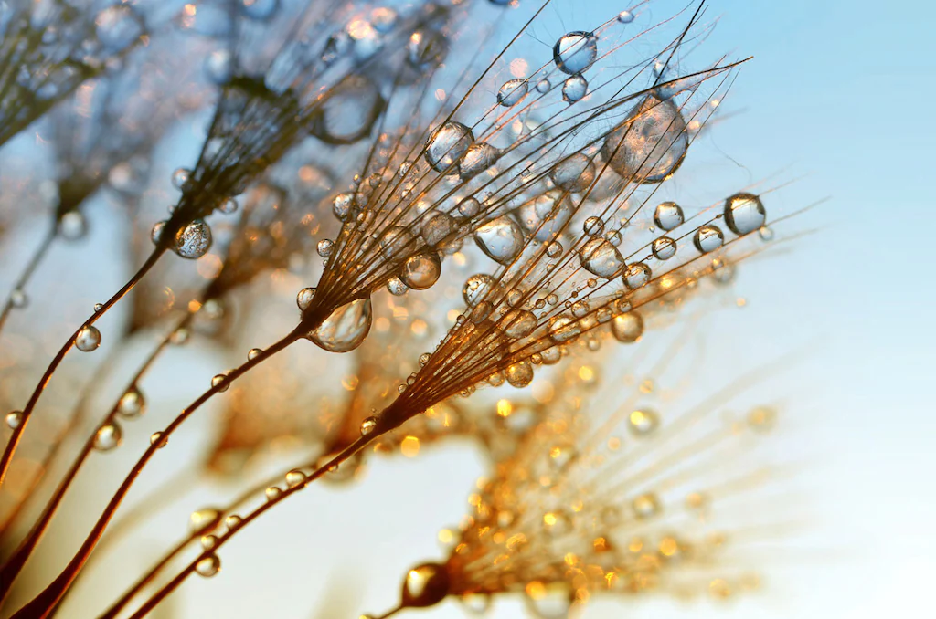 Bild von Papermoon Fototapete "Nasse Pflanzen"