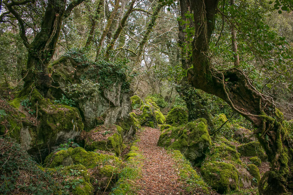 Bild von Papermoon Fototapete "Waldweg"