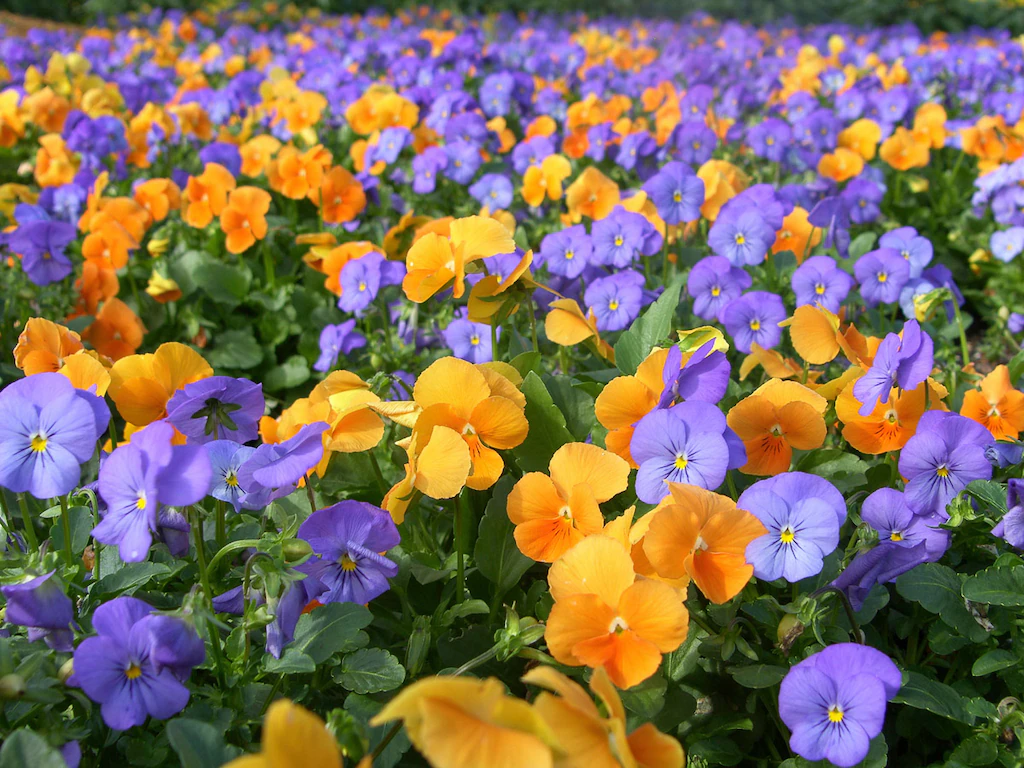 Bild von Papermoon Fototapete "Farbenfrohe Blumen"