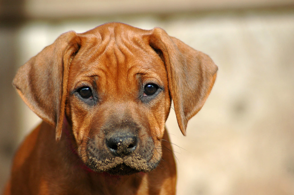 Bild von Papermoon Fototapete "Rhodesian Ridgeback Welpe"