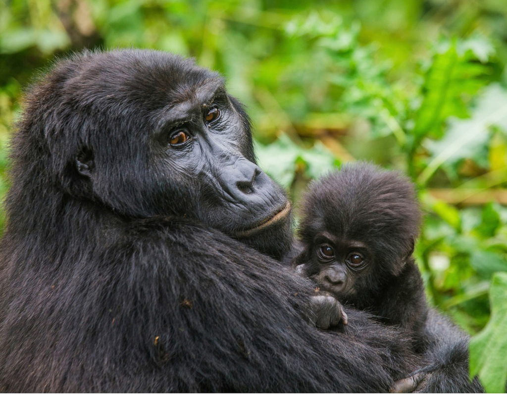 Bild von Papermoon Fototapete "Gorilla mit Baby"