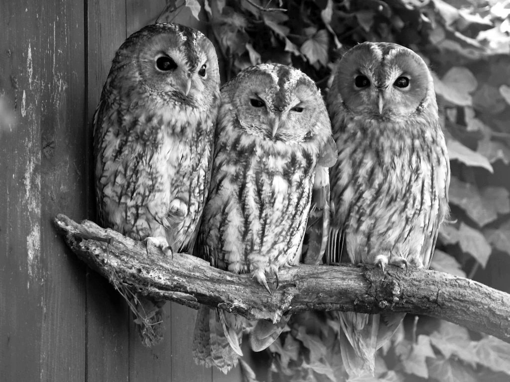 Bild von Papermoon Fototapete "Eulen Schwarz & Weiß"