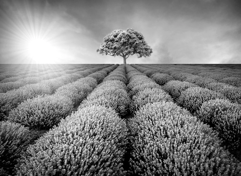 Bild von Papermoon Fototapete "Baum im Feld Schwarz & Weiß"
