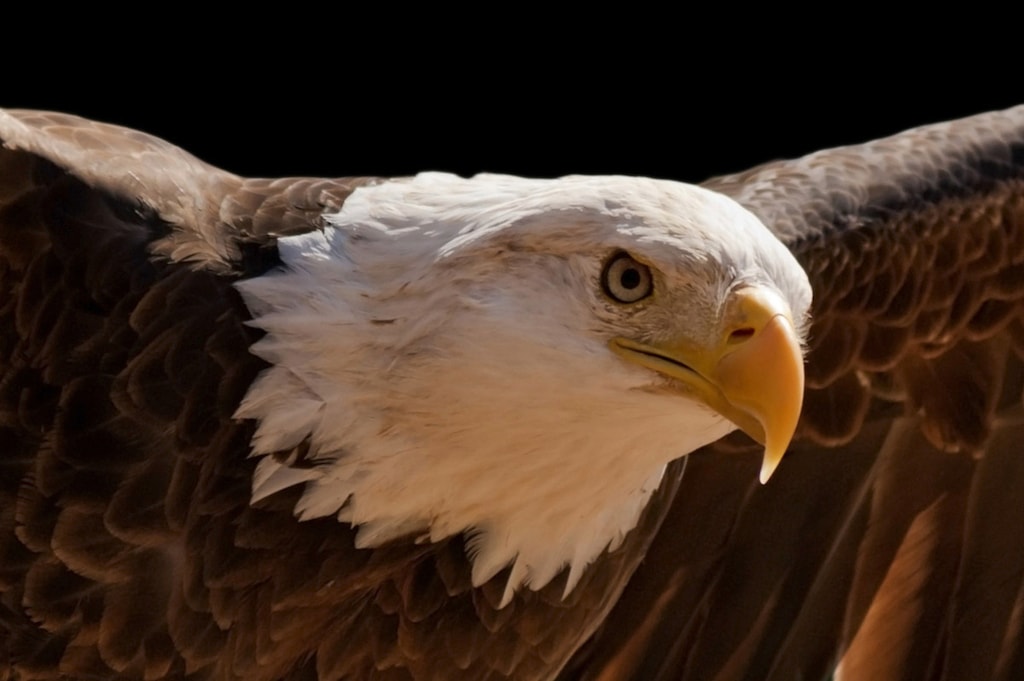 Bild von Papermoon Fototapete "Adler"