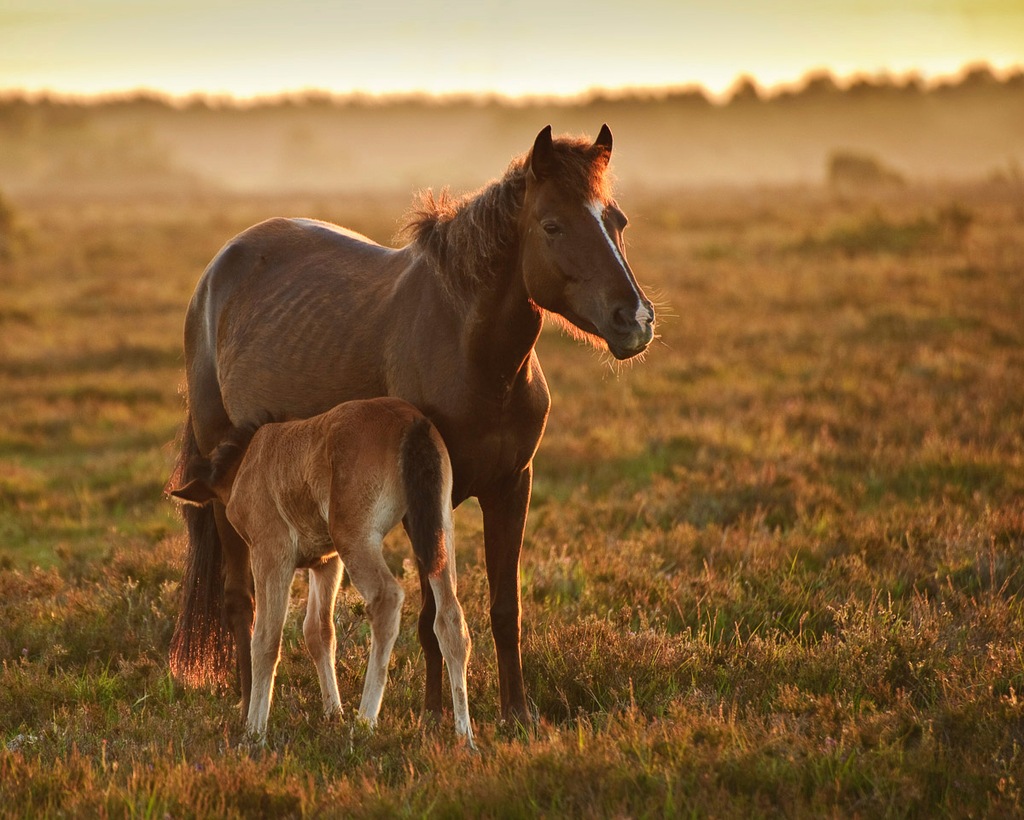 Bild von Papermoon Fototapete "Pferde"