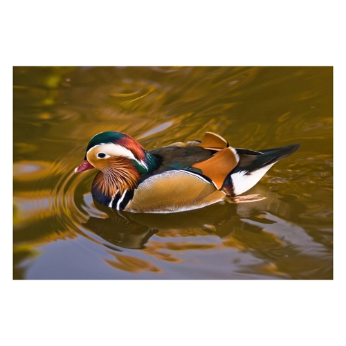 Bild von Papermoon Fototapete Ente – Lebendige Wanddekoration für jedes Zuhause