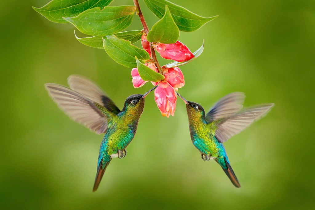 Bild von Papermoon Fototapete "Kolibris"