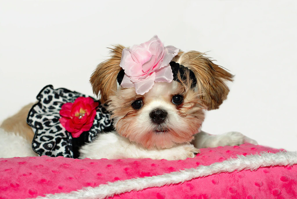 Bild von Papermoon Fototapete "Hund"