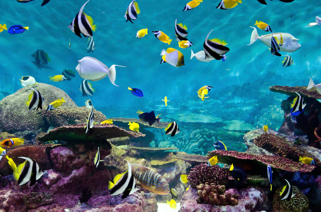 Bild von Papermoon Fototapete "Fische"