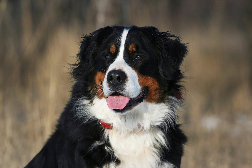 Bild von Papermoon Fototapete "Hund, Berner Sennenhund"