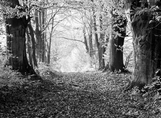 Bild von Papermoon Fototapete "Wald Schwarz & Weiß"