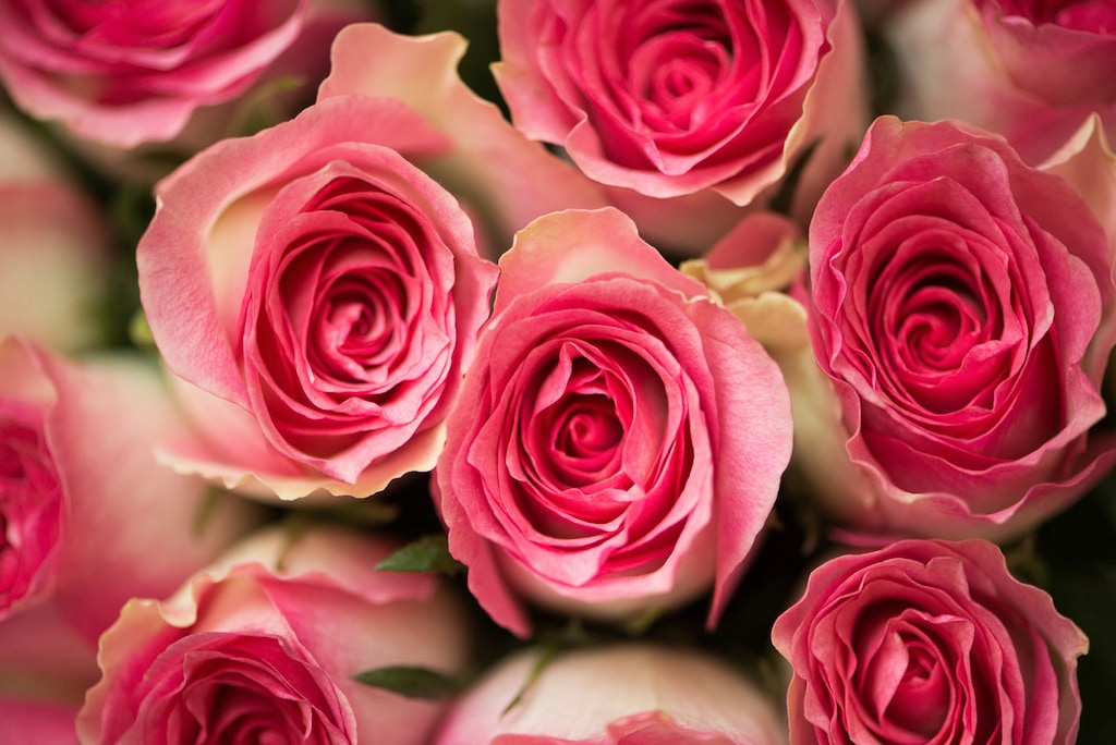 Bild von Papermoon Fototapete "Rosen"