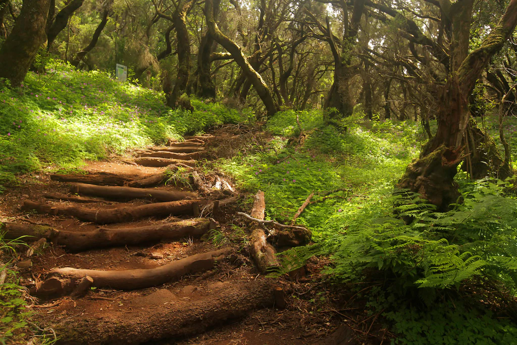 Bild von Papermoon Fototapete "Waldweg"