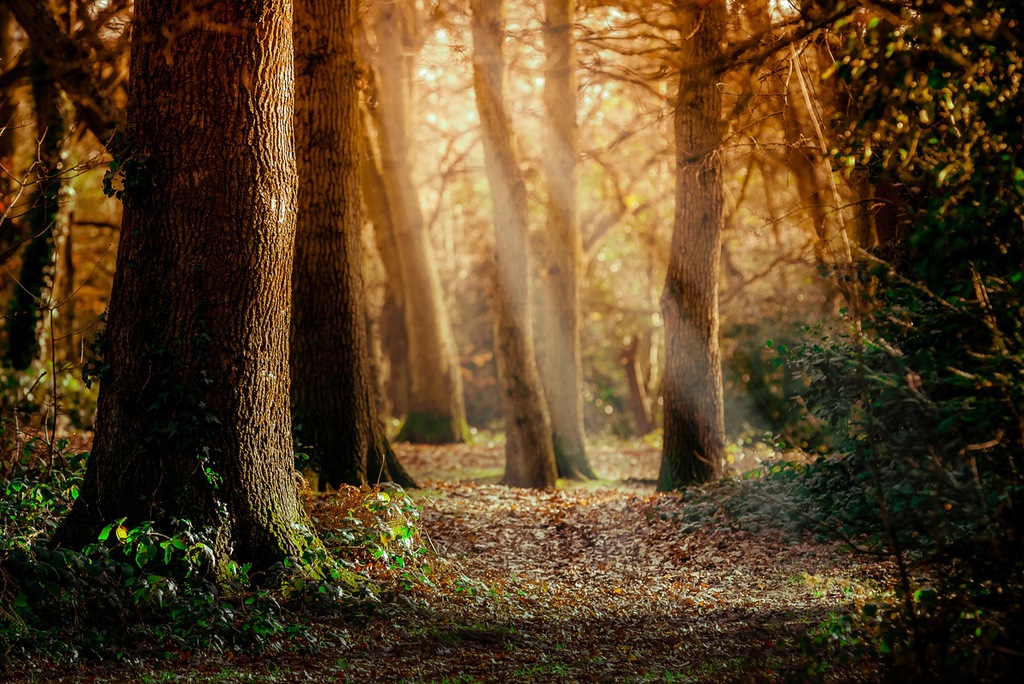 Bild von Papermoon Fototapete "Wald"