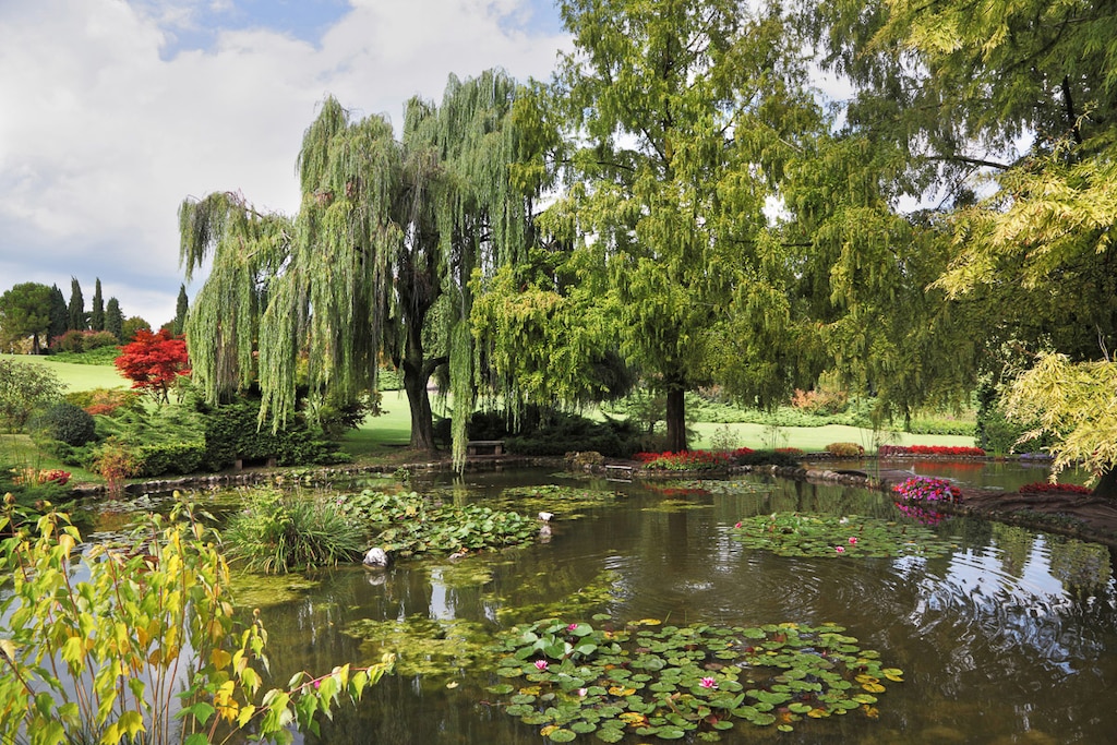 Bild von Papermoon Fototapete "Teich mit Bäumen"