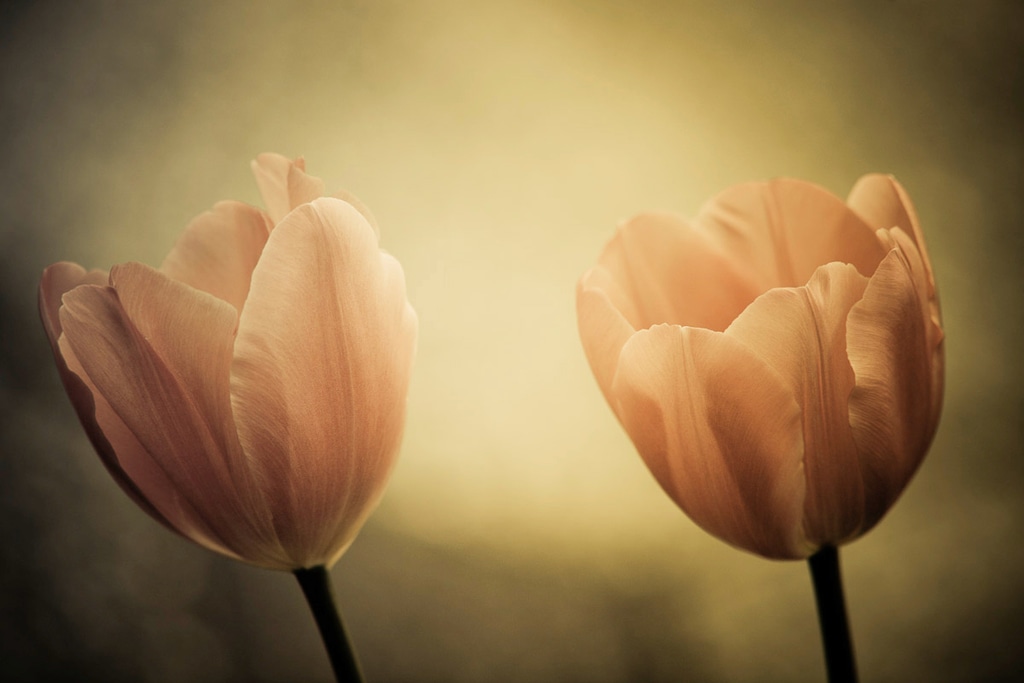 Bild von Papermoon Fototapete "Blumen"