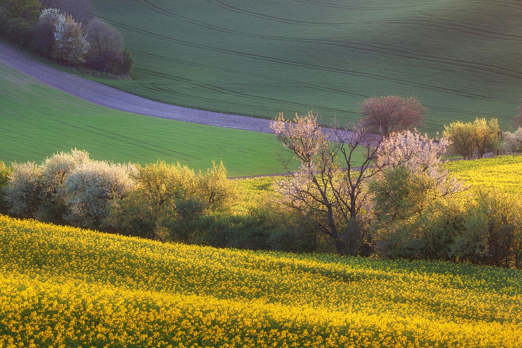 Bild von Papermoon Fototapete "Blumenwiese"
