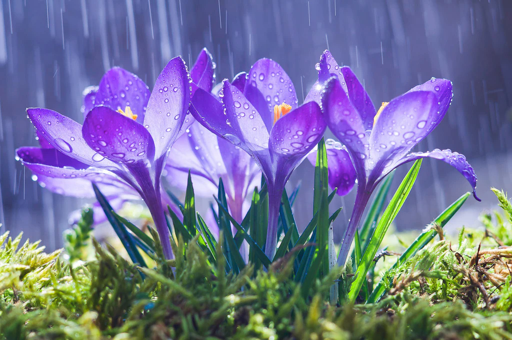Bild von Papermoon Fototapete "Blumen im Regen"