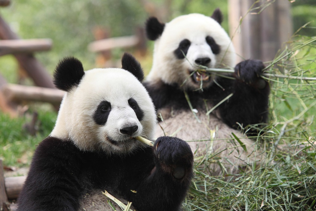 Bild von Papermoon Fototapete "Riesige Pandas"
