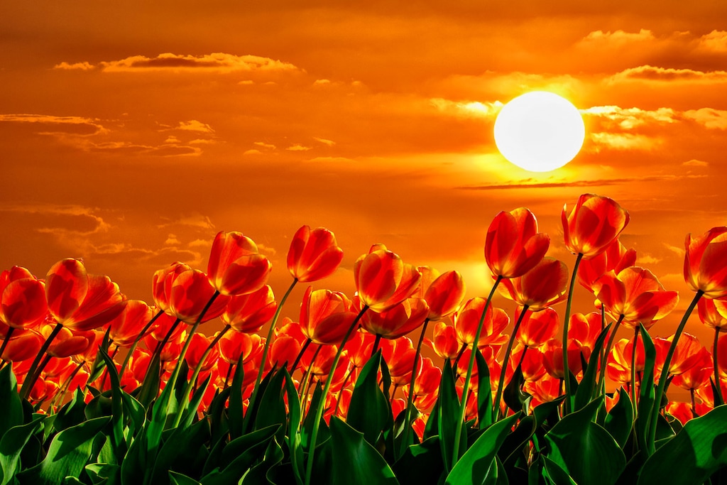 Bild von Papermoon Fototapete "Rote Tulpen"