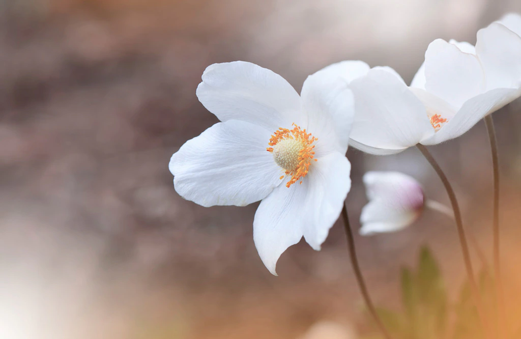 Bild von Papermoon Fototapete "BLUMEN-ANEMONE MAKRO ABSTRAKT KUNST WIESE NATUR PFLANZE"