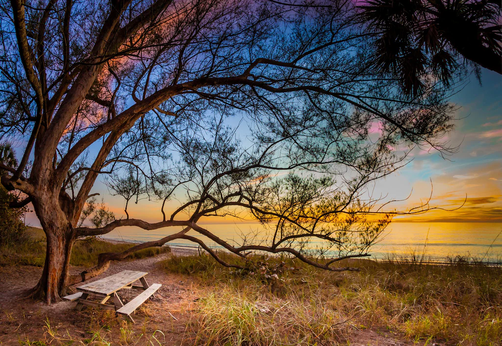 Bild von Papermoon Fototapete "BAUM AM STRAND-MEER OZEAN BLUMEN SONNE WIESE FLORIDA"