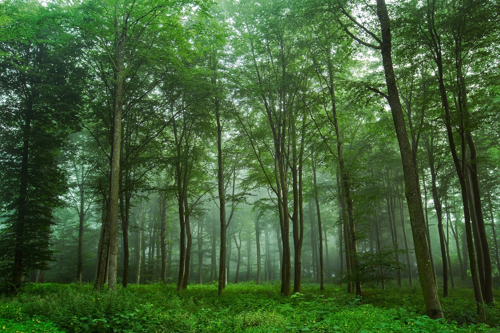 Bild von Papermoon Fototapete "Photo-Art LEIF LONDAL, BLICK AUF DEN WALD"