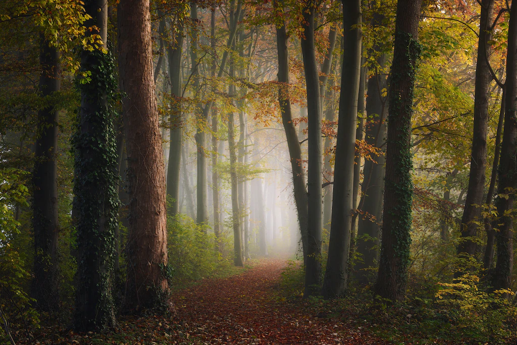 Bild von Papermoon Fototapete "Photo-Art YE, BUNTE WALD DES HERBSTES"