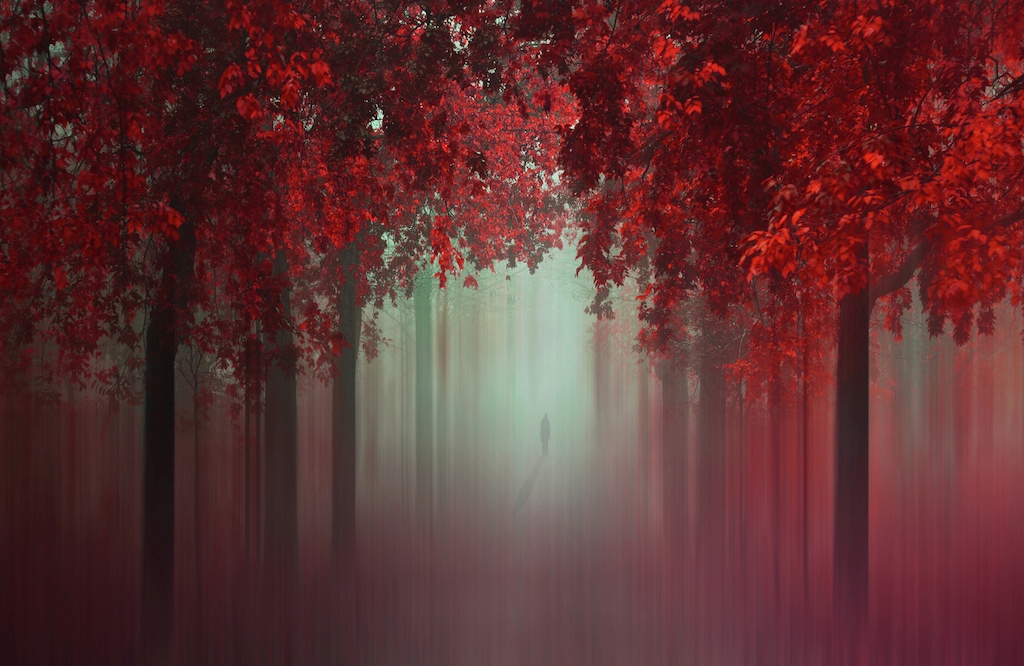 Bild von Papermoon Fototapete "Photo-Art ILDIKO NEER, AUS DER LIEBE WALD IN ROT"