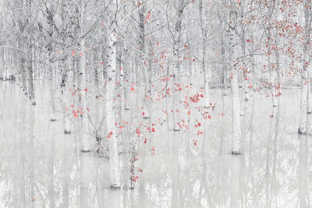 Bild von Papermoon Fototapete "Photo-Art FIORENZO CAROZZI, ROT EIN WEIß"