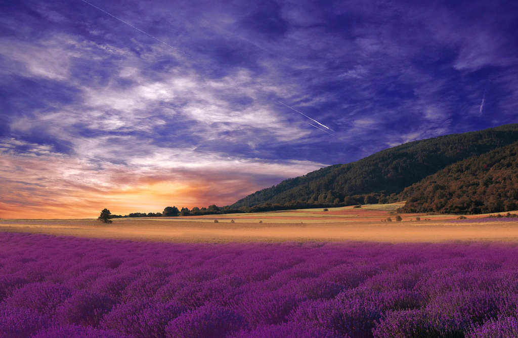 Bild von Papermoon Fototapete "PANORAMA-LANDSCHAFT VIOLETT GEBIRGE WIESE FELD LAVENDEL"