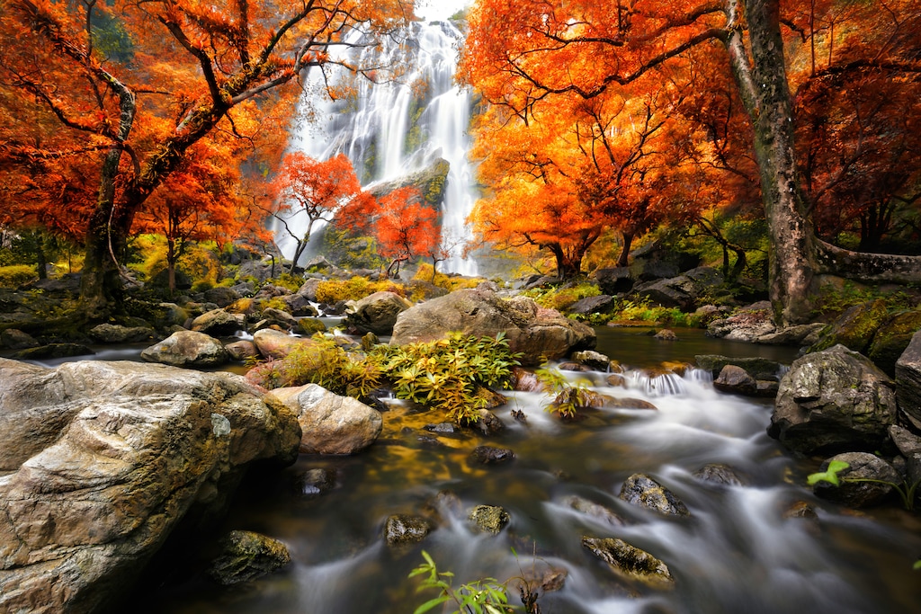 Bild von Papermoon Fototapete "WASSERFALL-HERBST BÄUME WALD NATUR LANDSCHAFT DSCHUNGEL"