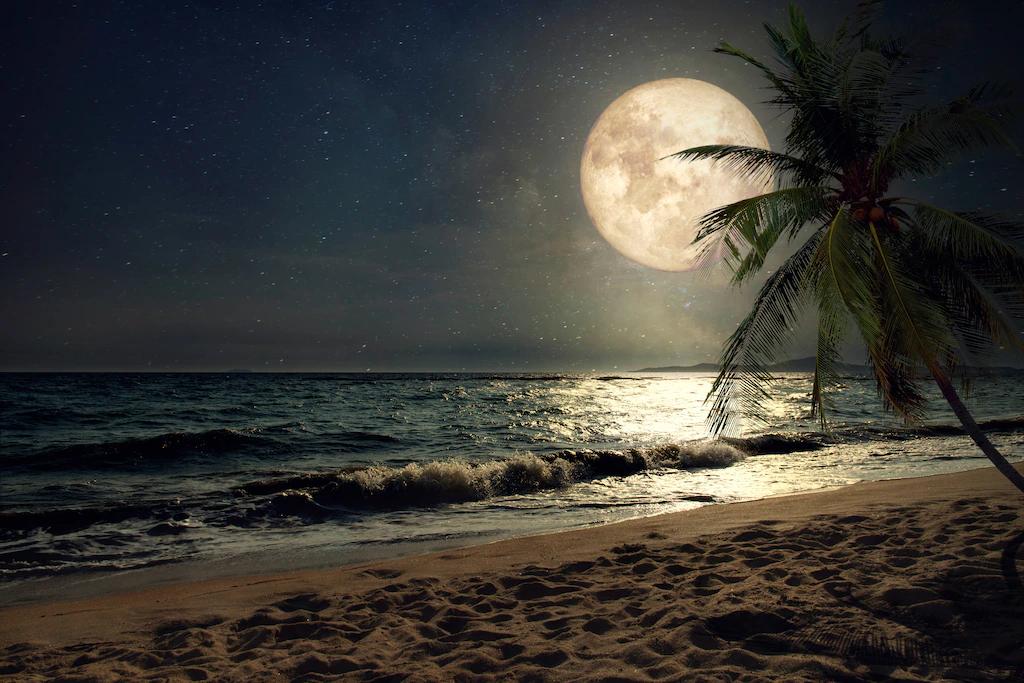 Bild von Papermoon Fototapete "STRAND-NATUR PALMEN MEER DÜNEN MOND PALME LANDSCHAFT"