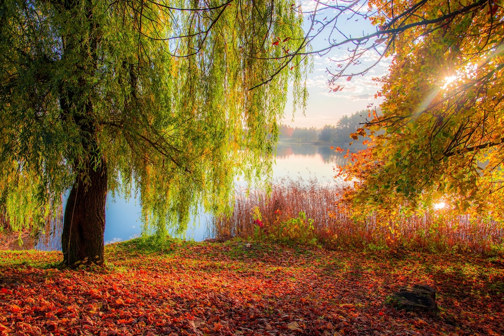 Bild von Papermoon Fototapete "HERBST-SEE-SONNE WALD UFER WASSER WALD BÄUME STRAND"