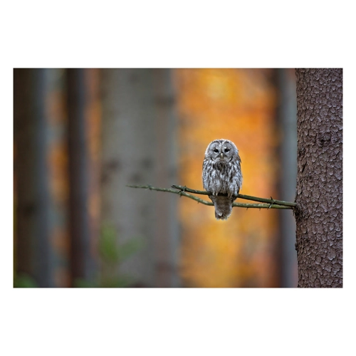 Bild von Papermoon Fototapete "Photo-Art MILAN ZYGMUNT, TAWNY EULE"