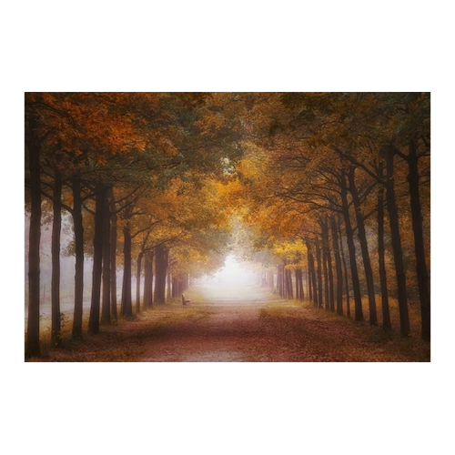 Bild von Papermoon Fototapete Photo-Art SASKIA DINGEMANS, NEBELIGER HERBSTRAUM
