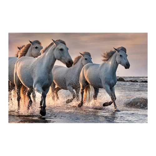 Bild von Pferde-Camargue Fototapete für Ihr Zuhause