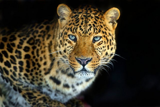 Bild von Papermoon Fototapete "LEOPARD-KATZE TIGER LÖWE PUMA JAGUAR WILD AFRIKA ASIEN"