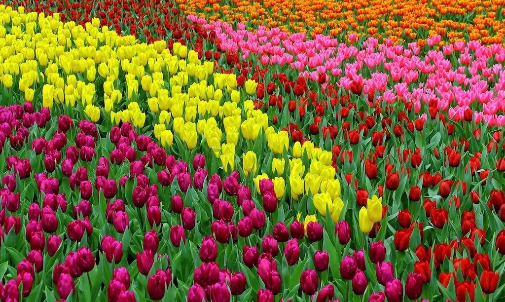 Bild von Papermoon Fototapete "TULPEN FELD-BLUMEN PFLANZEN BLÜTEN NATUR MUSTER DEKOR"