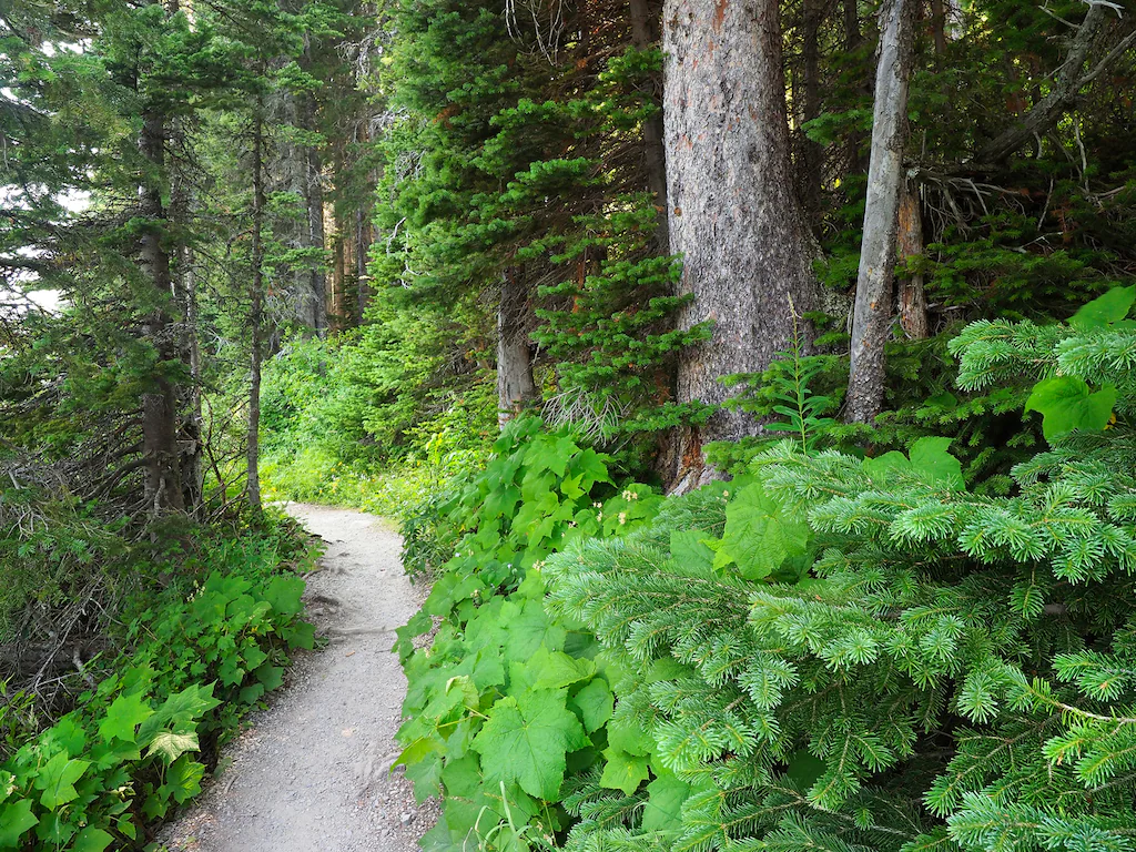 Bild von Papermoon Fototapete "WALD IN KANADA-BAUM FICHTE NATUR PFLANZE SONNE WEG SEE"
