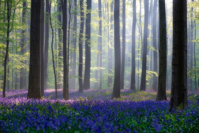 Bild von Papermoon Fototapete "Photo-Art ADRIAN POPAN, WALD MIT BLAUER BLUMENWIESE"