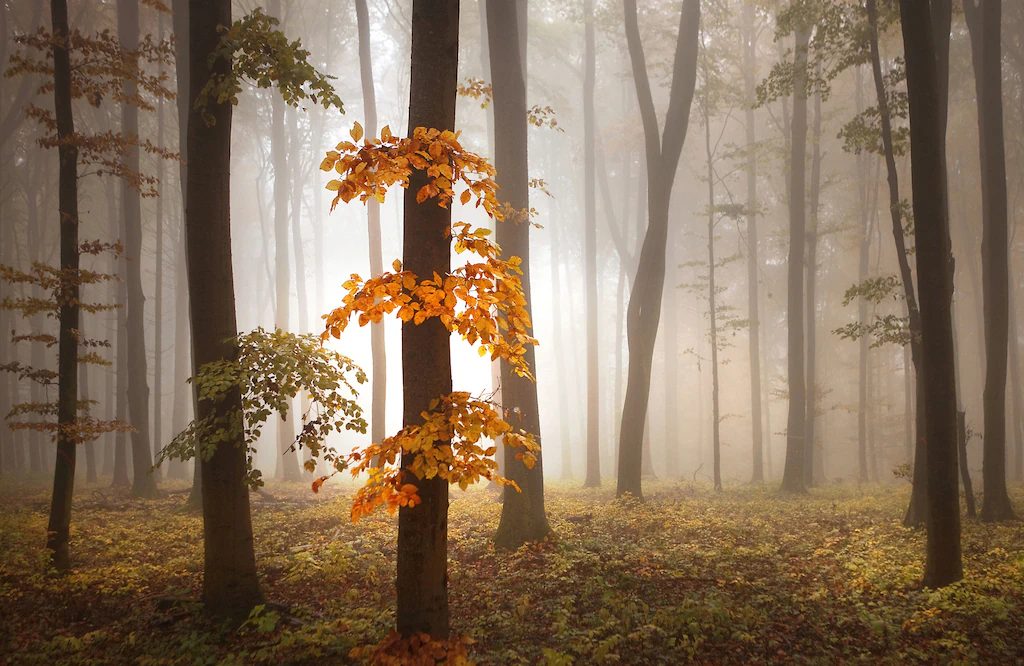 Bild von Papermoon Fototapete "Photo-Art NICOLAS SCHUMACHER, IM NOVEMBER"