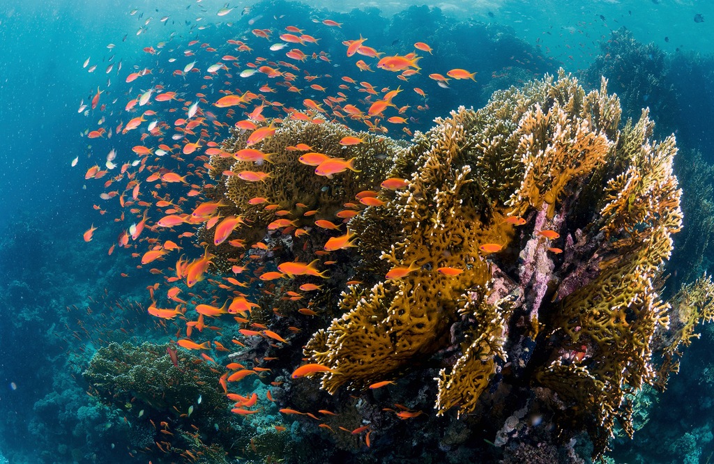 Bild von Papermoon Fototapete "Photo-Art ILAN BEN TOV, FISCHE AM RIFF"