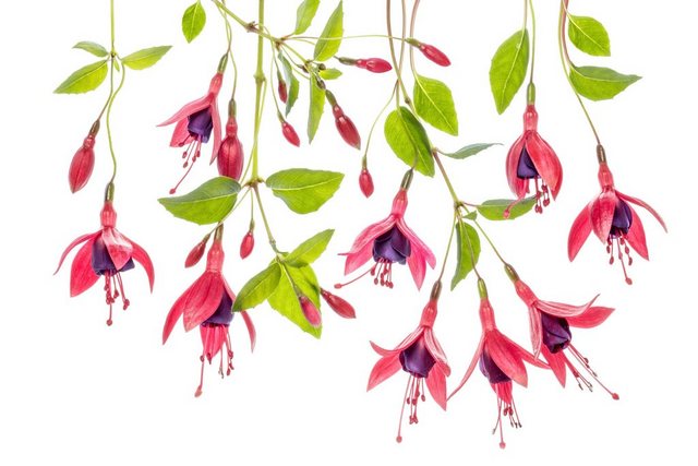 Bild von Papermoon Fototapete "Photo-Art MANDY DISHER, FUCHSIE"