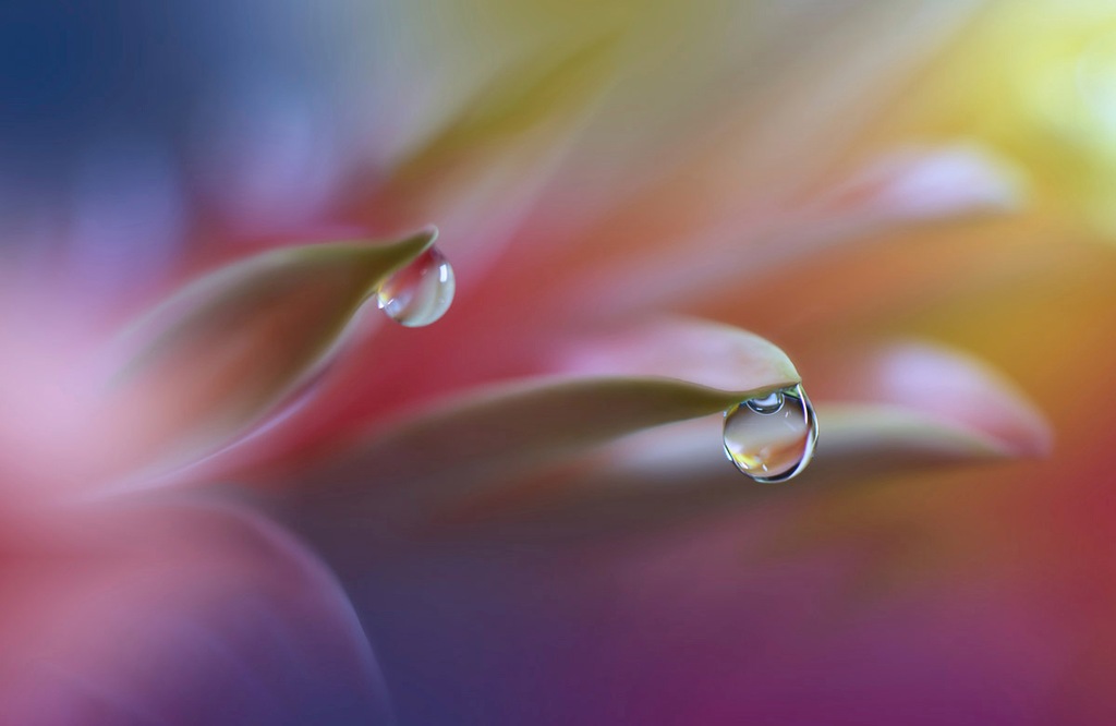 Bild von Papermoon Fototapete "Zen Wassertropfen mit Blume Makro"