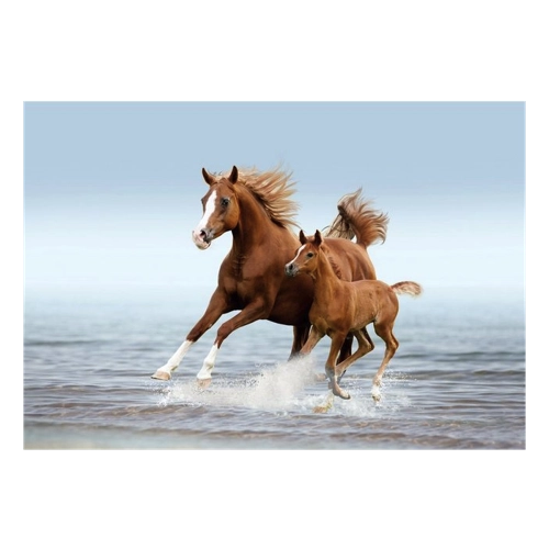 Bild von Pferde im Galopp - Papermoon Fototapete