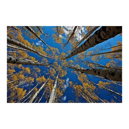 Bild von Papermoon Fototapete Photo-Art VERDON, ASPEN'S FALL