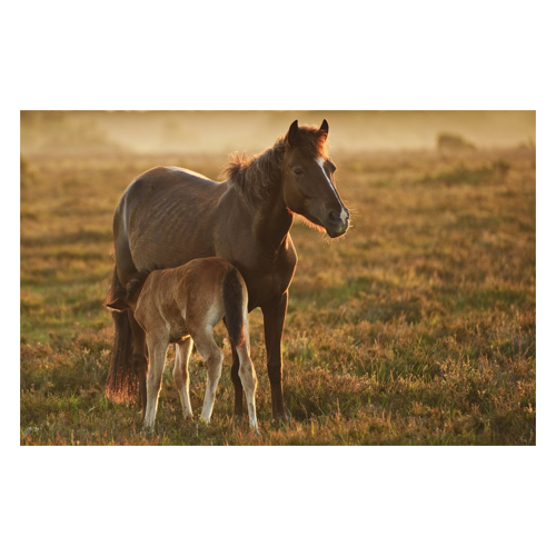 Bild von Papermoon Fototapete "PFERDE-NATUR LANDSCHAFT BAUERNHOF TIERE PFERD WANDBILD"