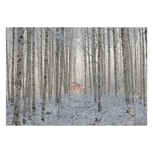 Bild von Papermoon Fototapete »Photo-Art HAN DONG HEE, WEISS« im Test